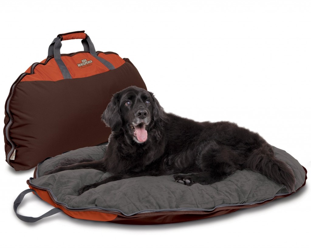 Dog Beds Everything You Need To Know!