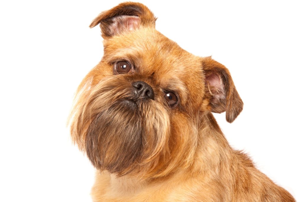 PugLike Dogs The Smart Dog Guide