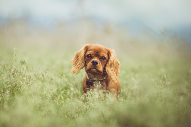 facts about king charles spaniel
