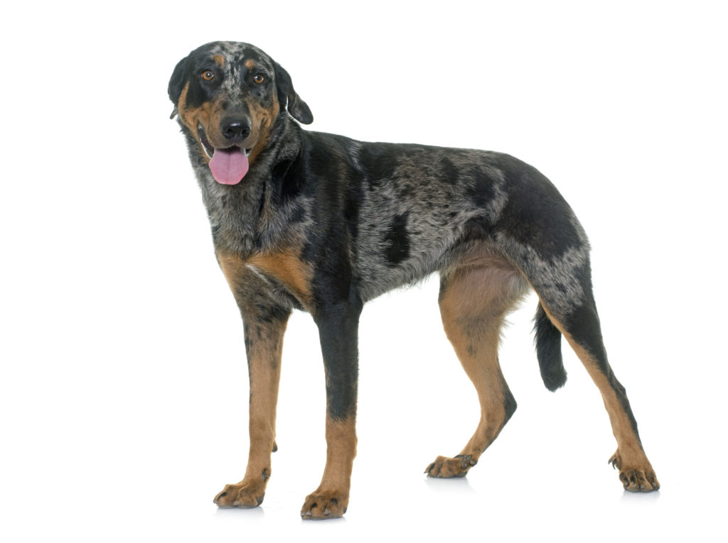 harlequin dog breeds