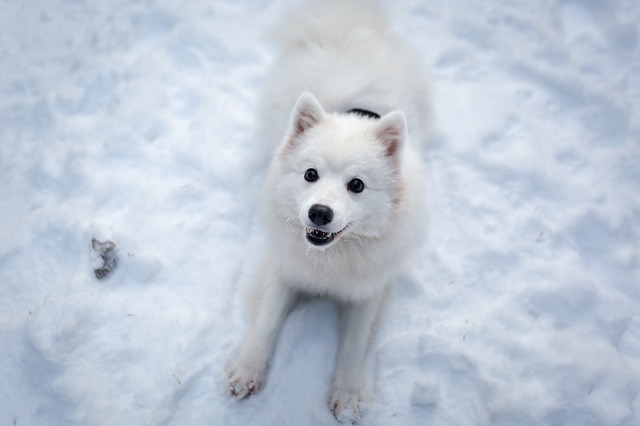 dog breed looks like polar bear