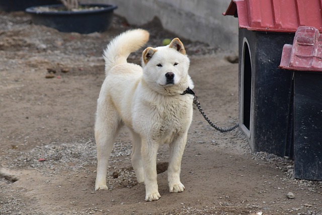 puppies that look like polar bears