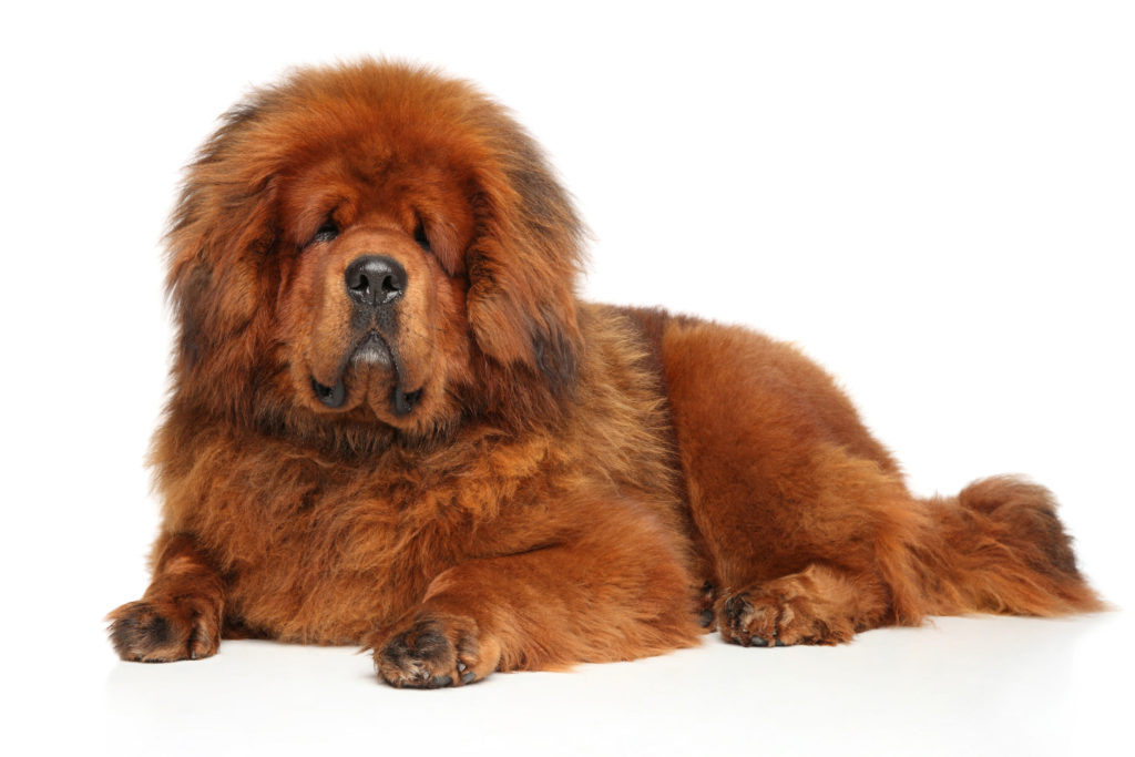 black dogs that look like bears