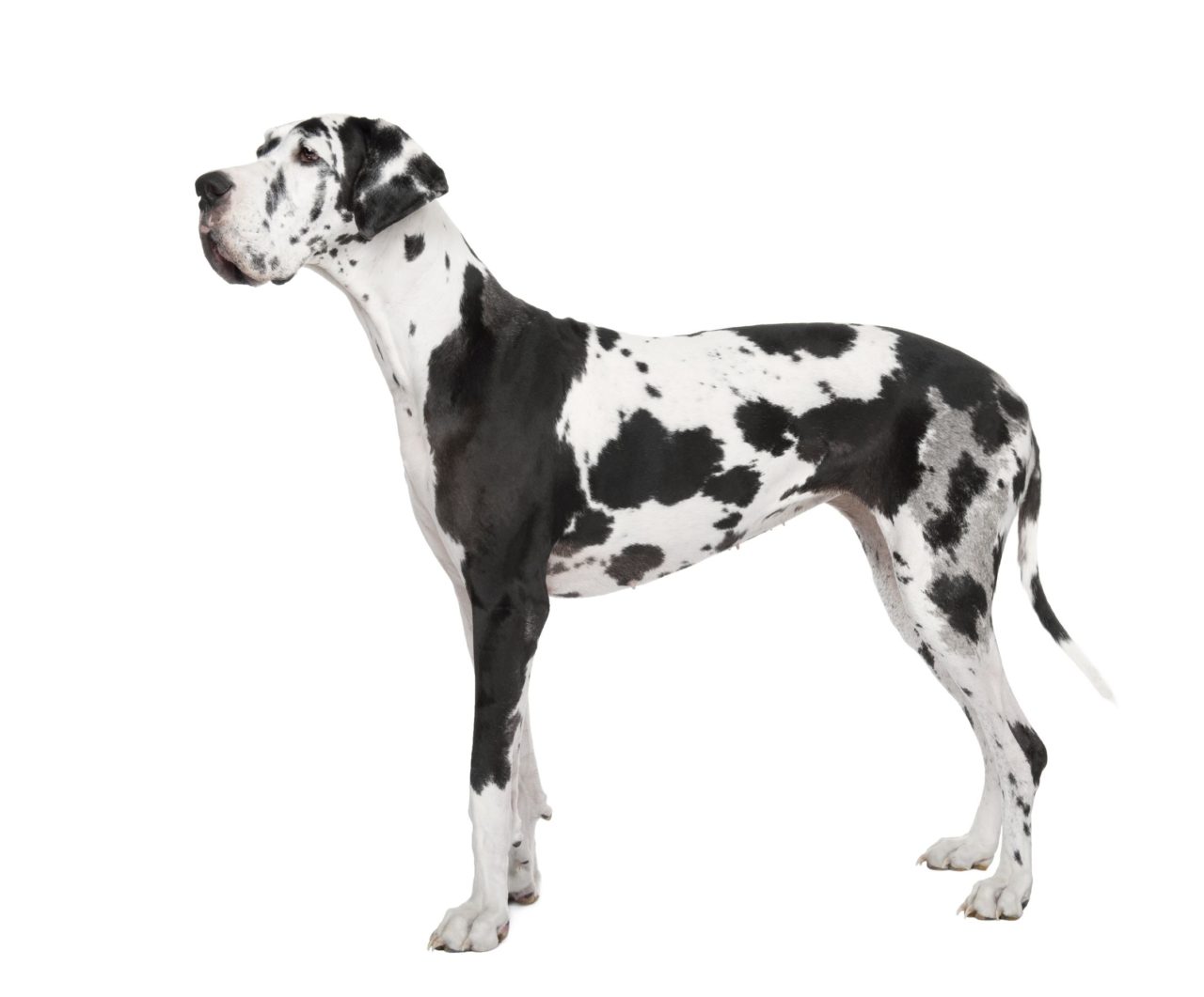 Harlequin Dog Breeds The Smart Dog Guide