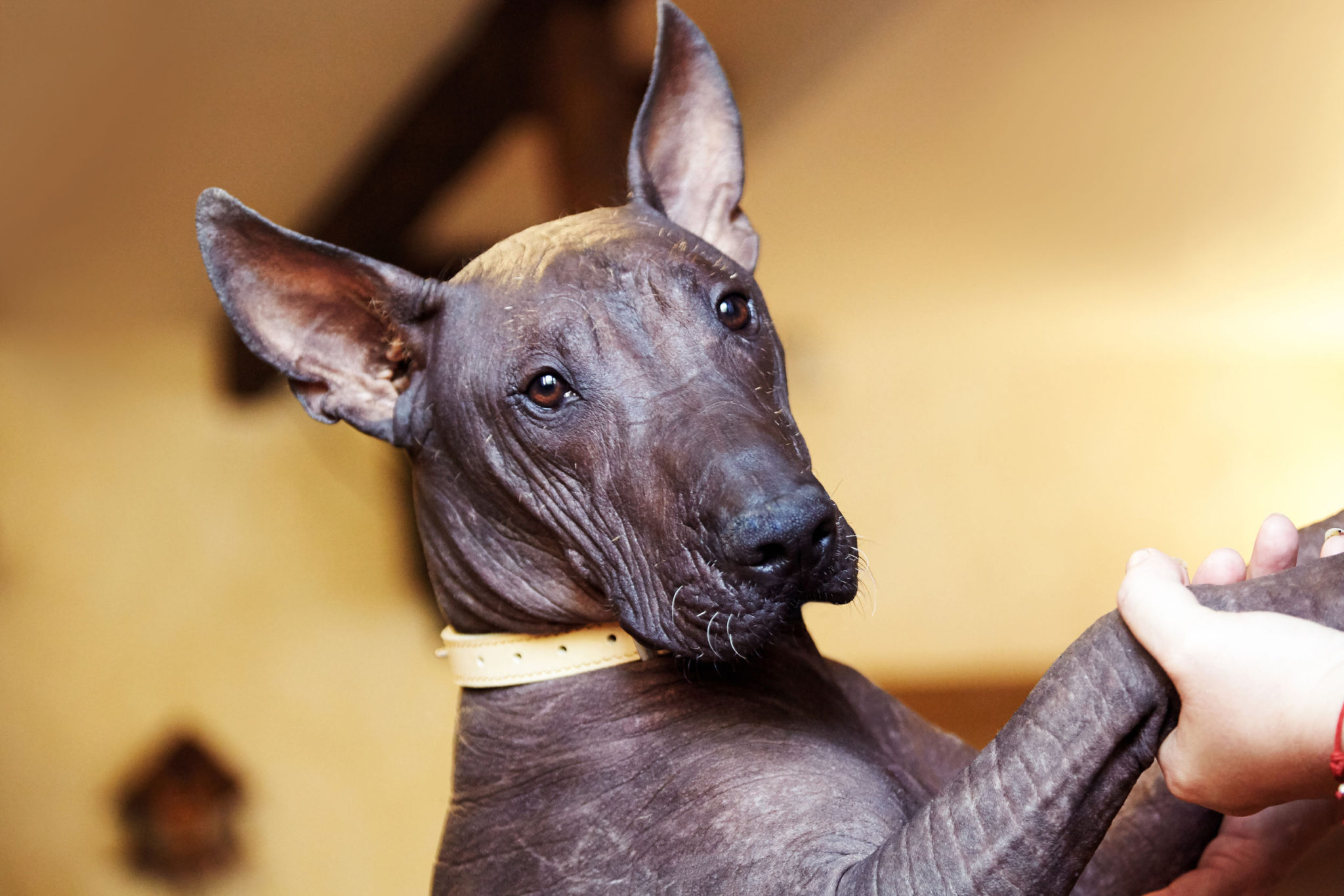 Hairless Dog Breeds The Smart Dog Guide