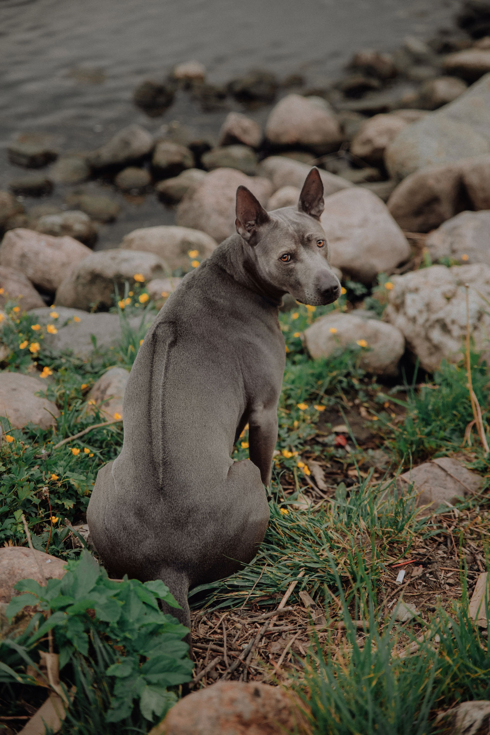 Thai Dog Breeds The Smart Dog Guide