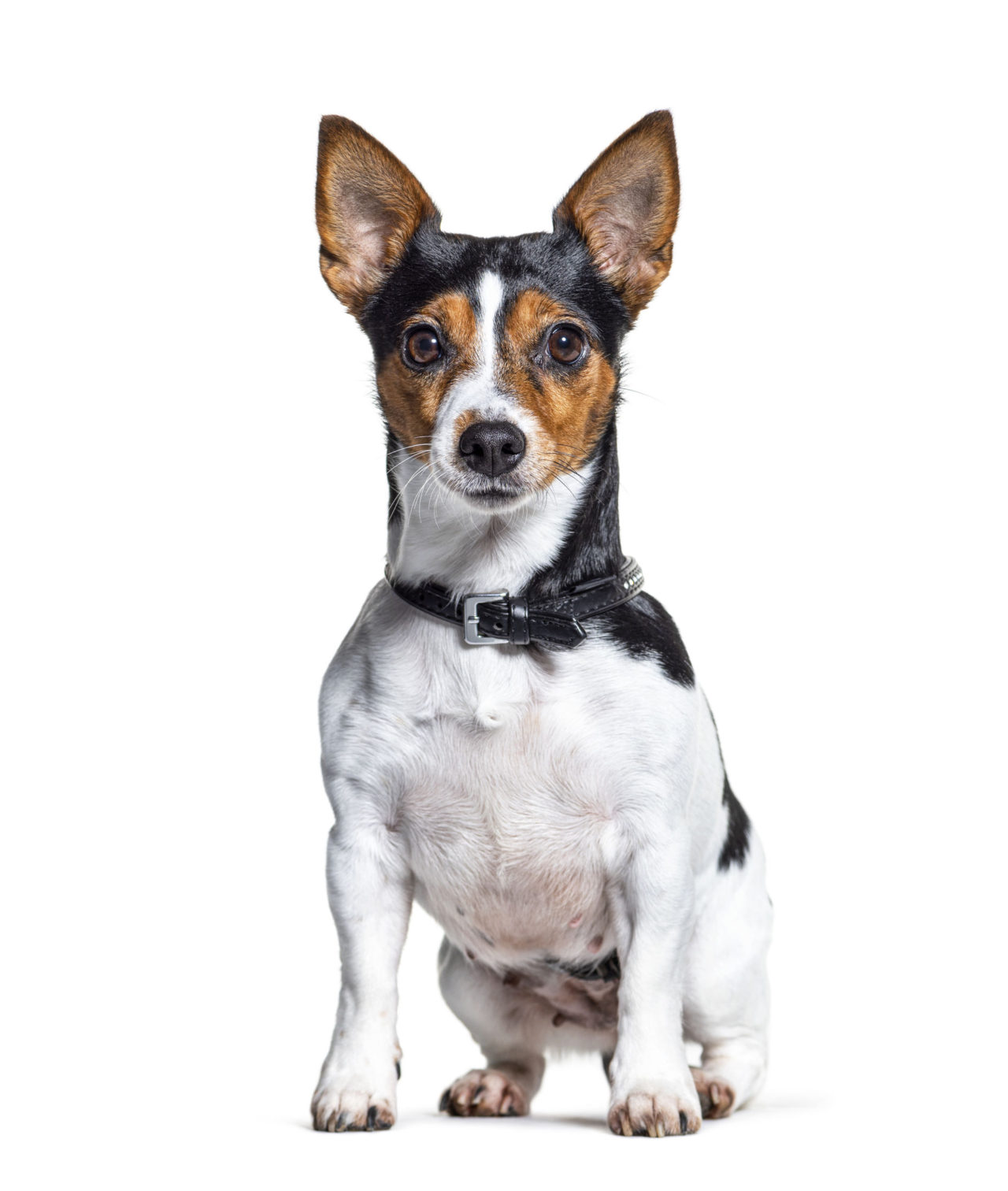 Ratter Dog Breeds The Smart Dog Guide