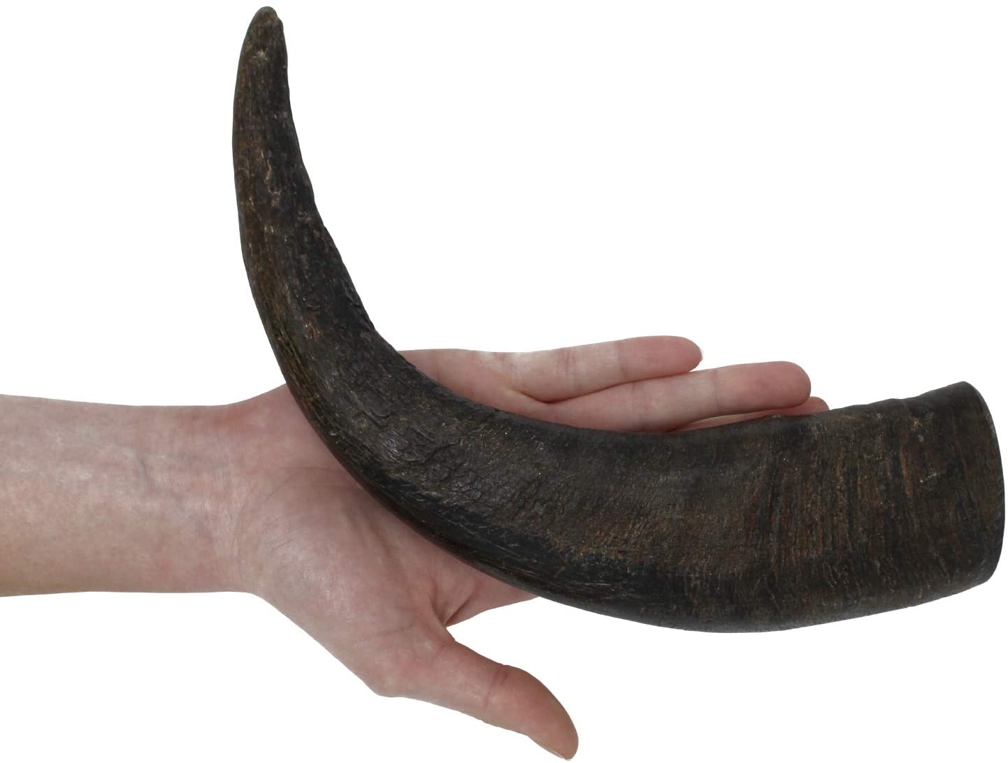 Water Buffalo Horns For Dogs The Smart Dog Guide Water Buffalo Horns For Dogs The Smart Dog Guide